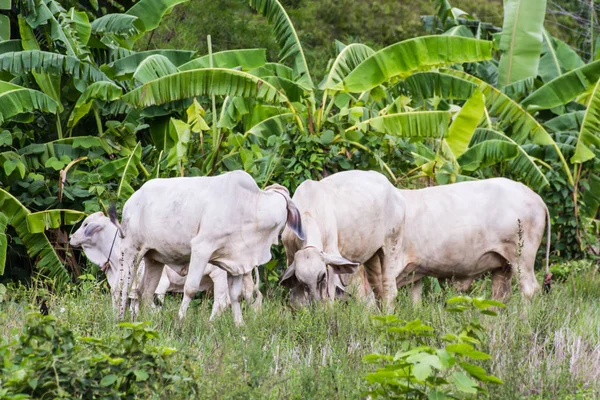 Thai white cows in field — Stock Photo, Image