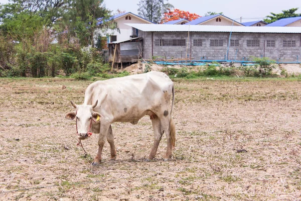 Thai mucca bianca in campo — Foto Stock