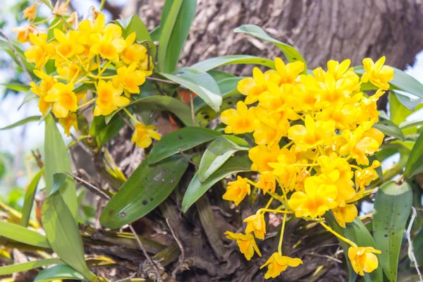 Dendrobium chrysotoxum lindl, Gele orchidee Stockafbeelding