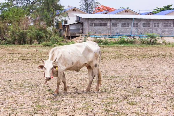 Vaca blanca tailandesa en campo Imágenes de stock libres de derechos