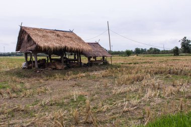 alan eski Tay yazlık