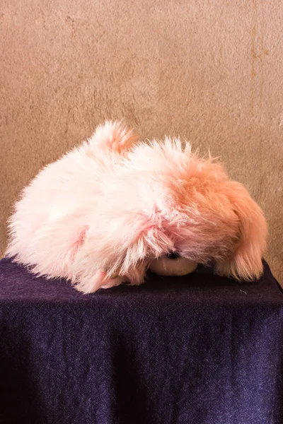 Martwa natura pies ładny różowy brązowy lalka — Zdjęcie stockowe