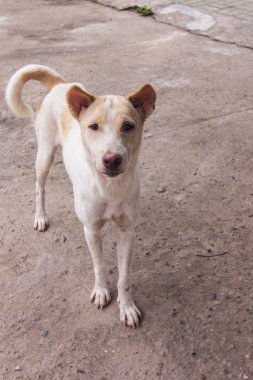 Tay beyaz evde beslenen hayvan köpek, sokak