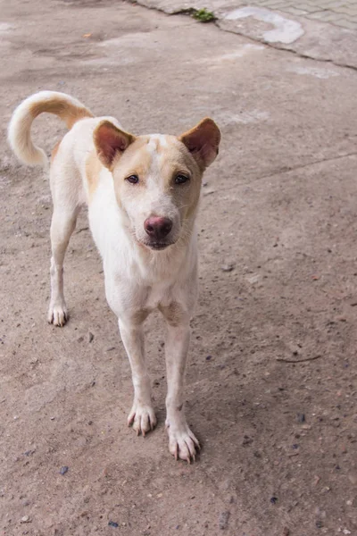 Tay beyaz evde beslenen hayvan köpek, sokak