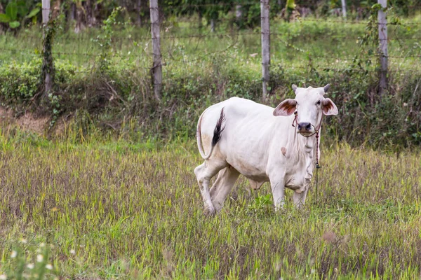 Vacca bianca tailandese in campo, mammifero — Foto Stock