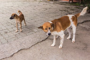 Taylandlı sokak köpeği