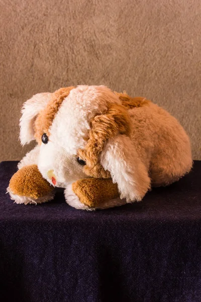 Zátiší roztomilý pes hnědá panenka — Stock fotografie