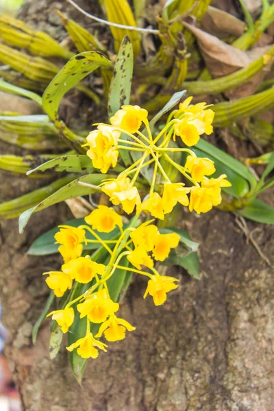 Dendrobium chrysotoxum Lindl, yellow orchid — Stock Photo, Image