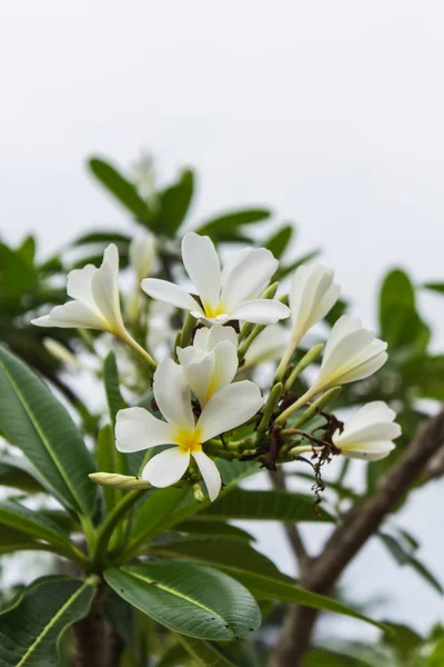 Biały kwiat Frangipani, Plumeria — Zdjęcie stockowe