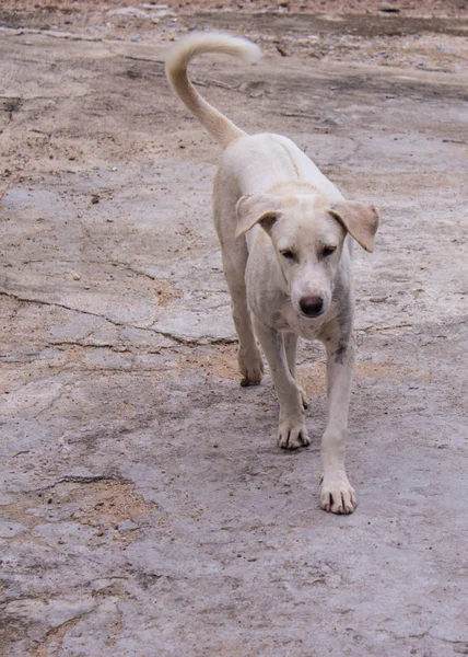 Thaï chien errant blanc — Photo