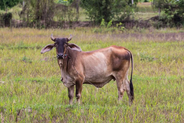 Thai brown cow in field, mammal — Stock Photo, Image