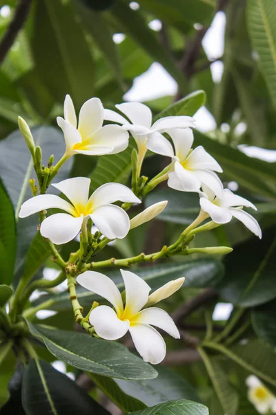 Flor Frangipani blanca, Plumeria — Foto de Stock