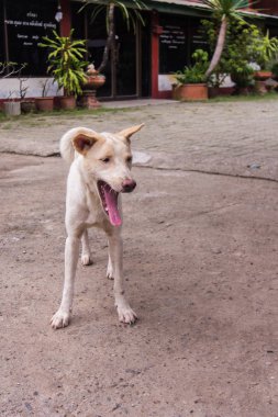 Tay beyaz evde beslenen hayvan köpek, sokak