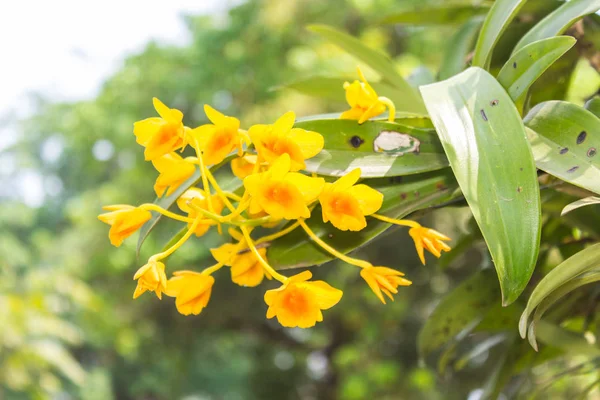 Dendrobium chrysotoxum lindl, gelbe Orchidee — Stockfoto