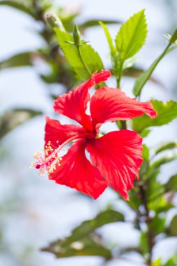 kırmızı amber çiçeği