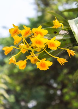 Dendrobium chrysotoxum lindl, sarı orkide