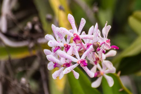Hybridní orchidej Vanda, Fah Mui — Stock fotografie
