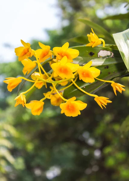 Dendrobium chrysotoxum lindl, gul orkidé Stockfoto