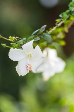 Beyaz hibiscus çiçek