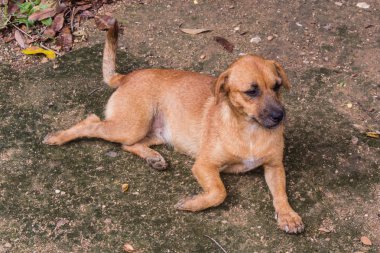 Tay köpek evde beslenen hayvan sokak