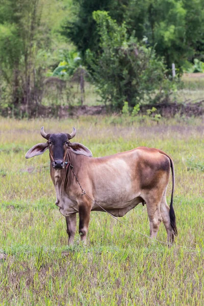 Thai brown cow in field, mammal — Stock Photo, Image