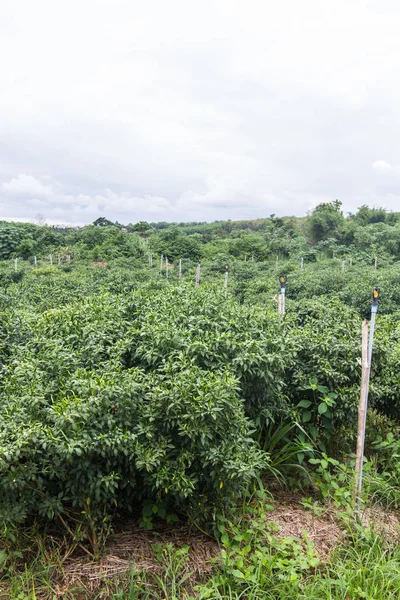 Grüner Gartenpfeffer in Thailand — Stockfoto