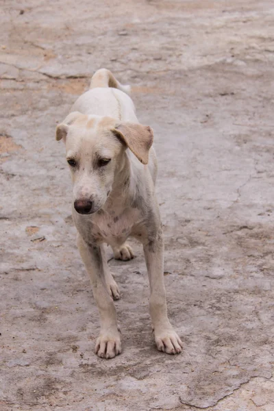 Tay beyaz köpek sokak — Stok fotoğraf