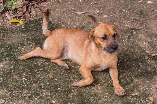 Thai Verdwaalde Hond Huisdier — Stockfoto