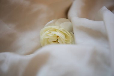 Beyaz ipek kumaş, düğün ve romantik tarzda izole edilmiş, güzel beyaz narenciye (düğün çiçeği).