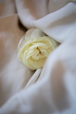 Beyaz yumuşak ranunculus, İran düğün çiçeği, beyaz ipek kumaş, düğün ve romantik tarzda izole edilmiş