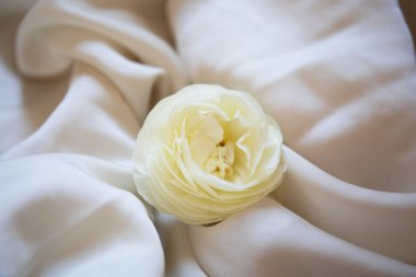 Beyaz yumuşak ranunculus, İran düğün çiçeği, beyaz ipek kumaş, düğün ve romantik tarzda izole edilmiş