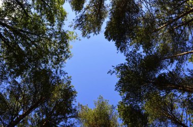 Doğa ağaçları orman gökyüzü 