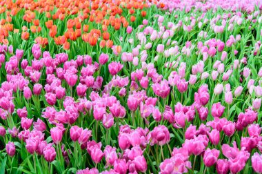 Lale bahçesinde birçok rengi