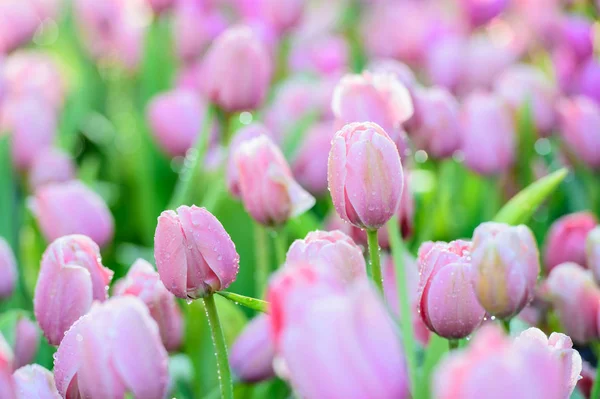 Muchos colores del tulipán en el jardín —  Fotos de Stock