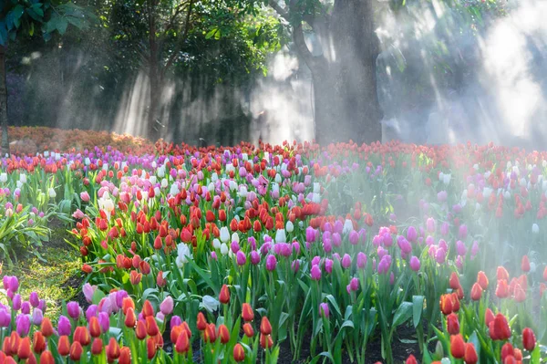 Muitas cores de tulipa no jardim — Fotografia de Stock