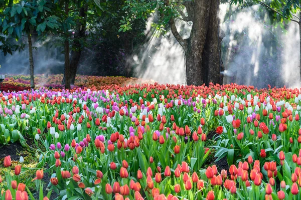 Muitas cores de tulipa no jardim — Fotografia de Stock