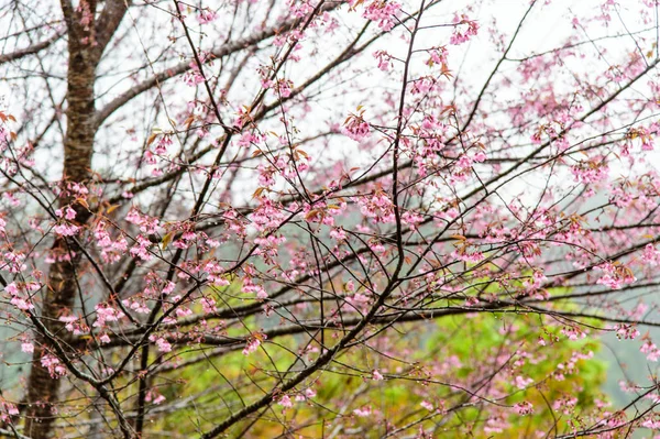 Sakura rosa no jardim — Fotografia de Stock