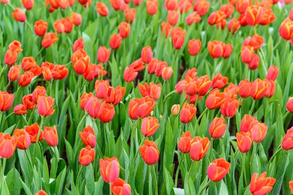 Muchos colores del tulipán en el jardín —  Fotos de Stock