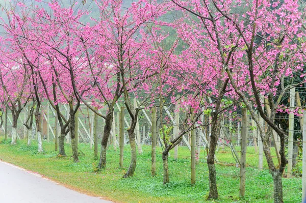 Bahçe içinde pembe sakura — Stok fotoğraf