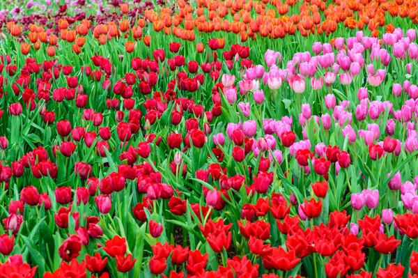Beaucoup de couleur de tulipe dans le jardin — Photo