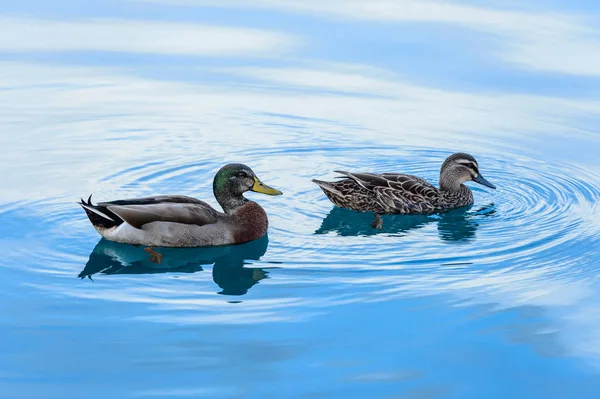湖中的鸭子 — 图库照片