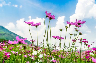 Kozmos çiçekleri alan