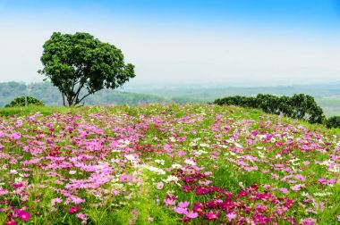 Kozmos çiçekleri alan