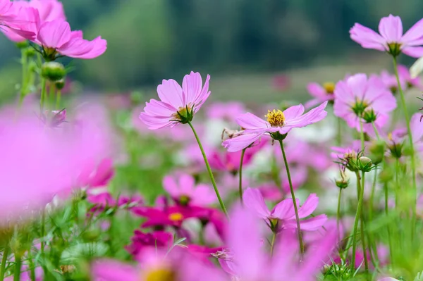 Cosmos flower field — Stock Photo, Image