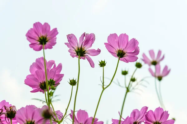 Cosmos flower field — Stock Photo, Image