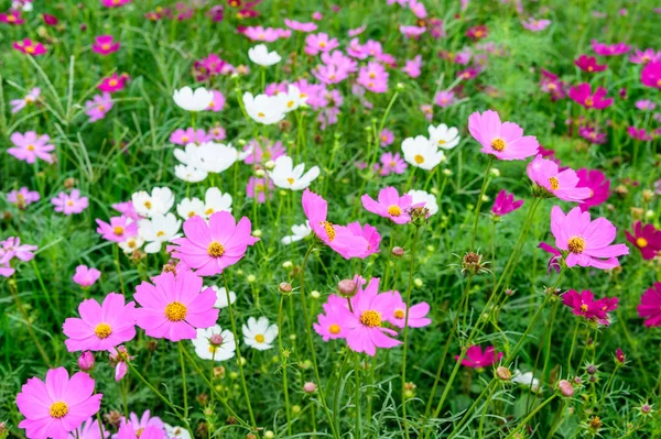 Cosmos flower field — Stock Photo, Image