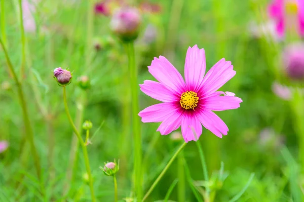 Close up of Cosmos flowers in soft focus — Stock Photo, Image