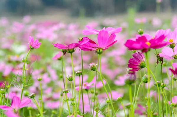 Cosmos flowers field — Stock Photo, Image