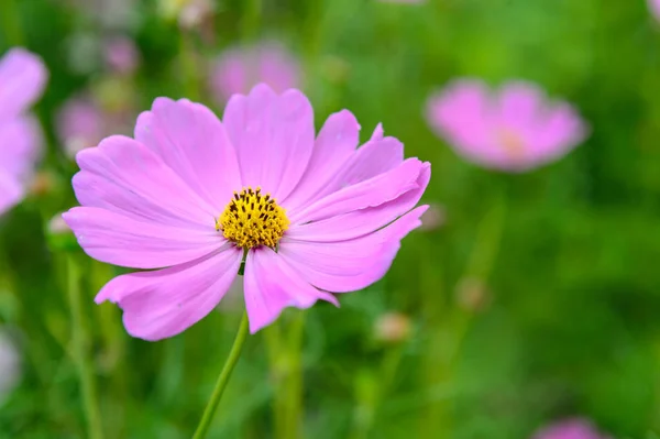 Close up of Cosmos flowers in soft focus — Stock Photo, Image