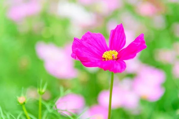 Close up of Cosmos flowers in soft focus — Stock Photo, Image